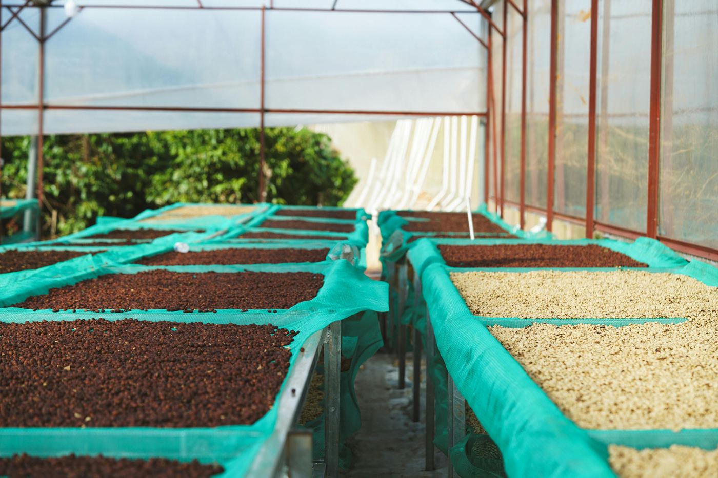 Coffee drying on raised beds in a greenhouse
