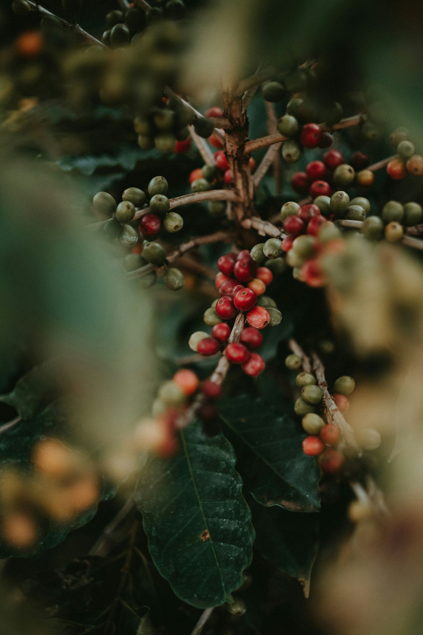 Ripe coffee cherries on the branch