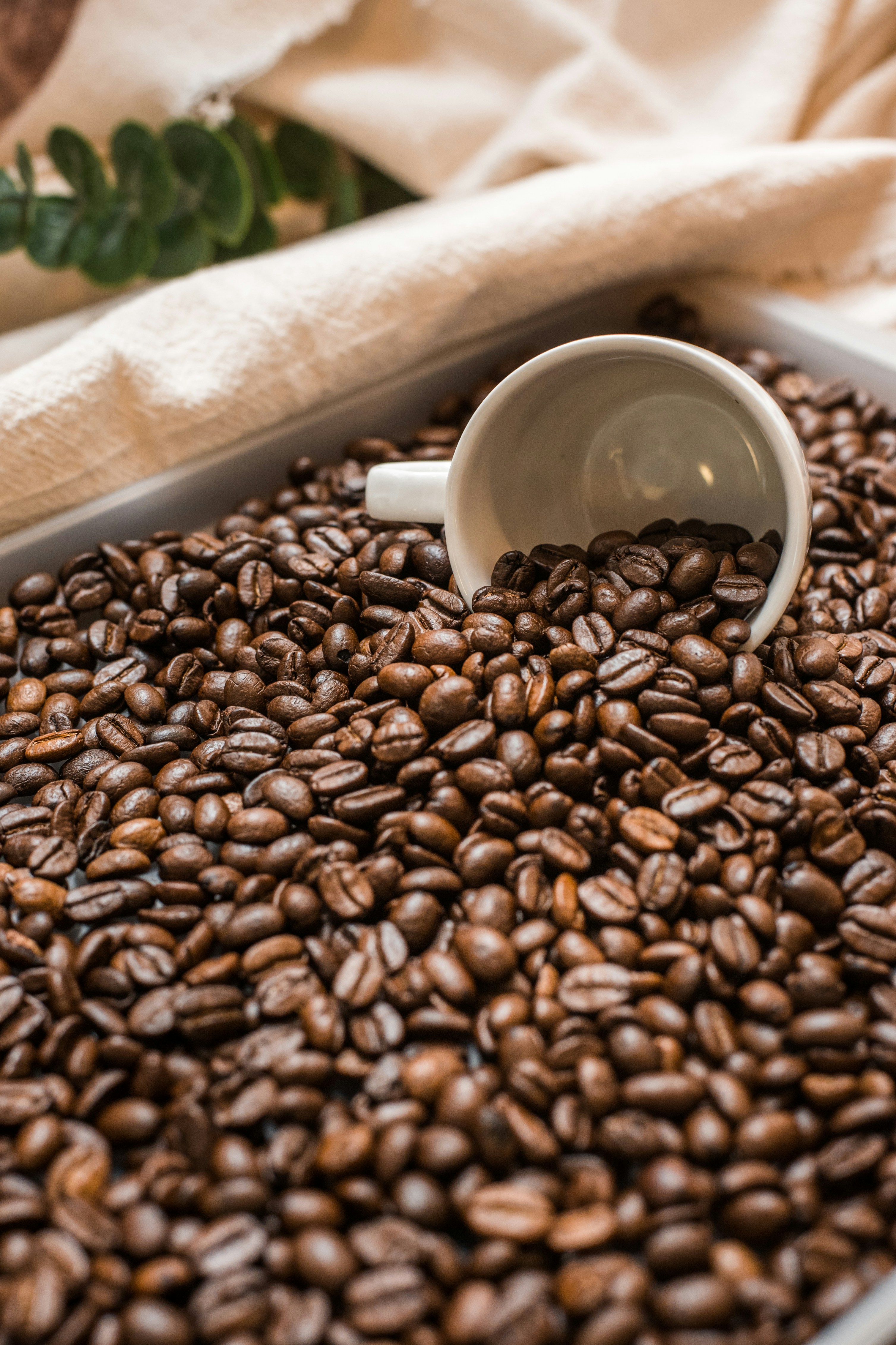 House Blend