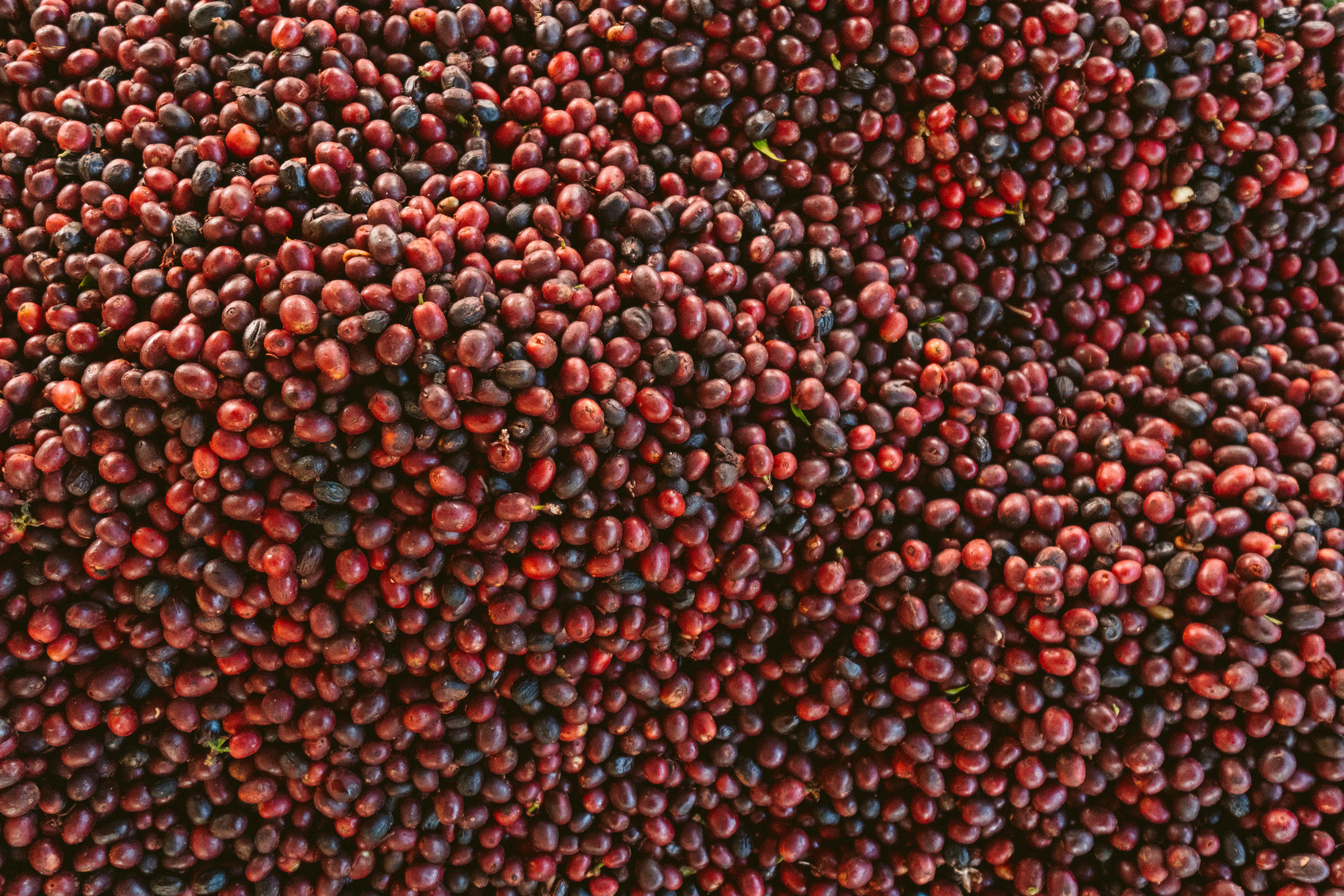 Single Origin Coffee