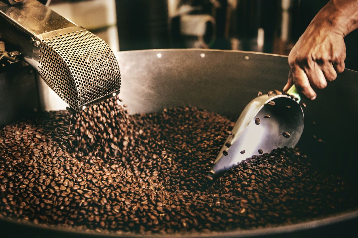 Freshly roasted coffee beans being poured from a roasting drum